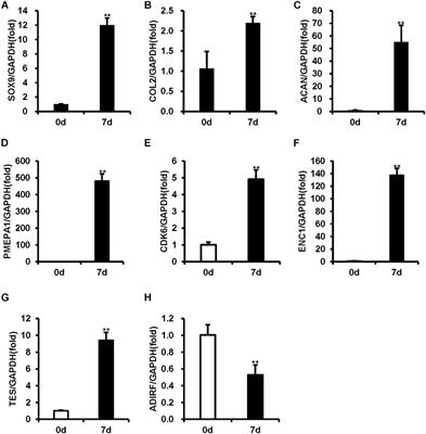 A Comprehensive Analysis of SE-lncRNA/mRNA Differential Expression Profiles During Chondrogenic Differentiation of Human Bone Marrow Mesenchymal Stem Cells